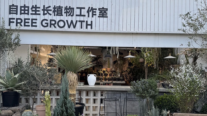 自由生长植物工作室图片